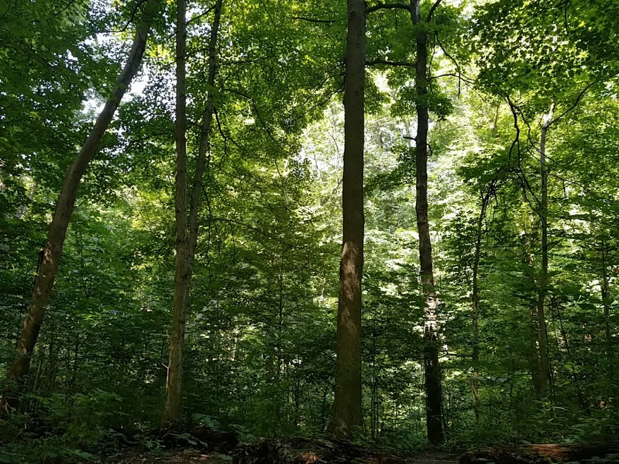 California Woods Nature Preserve