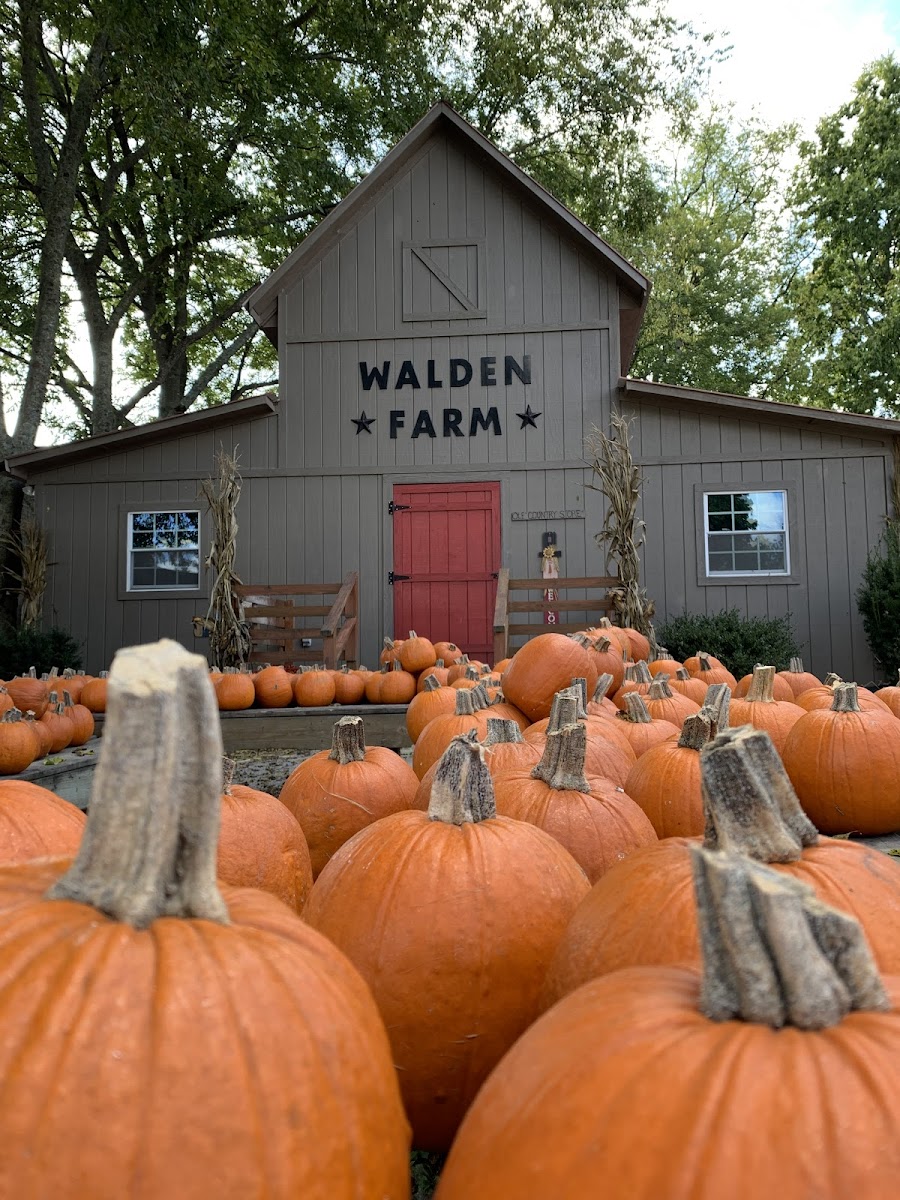 Walden Pumpkin Farm