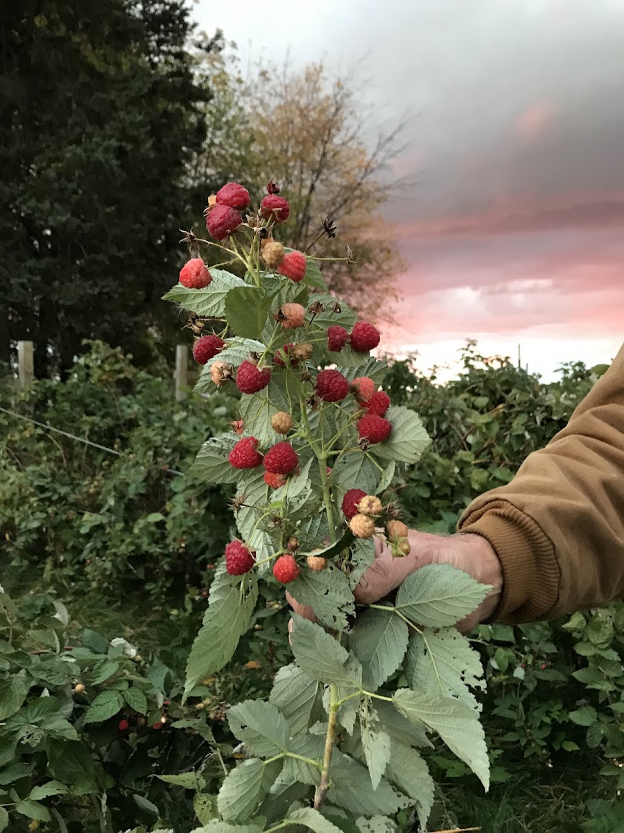 Huhn Strawberry Farm Open again in June 2026