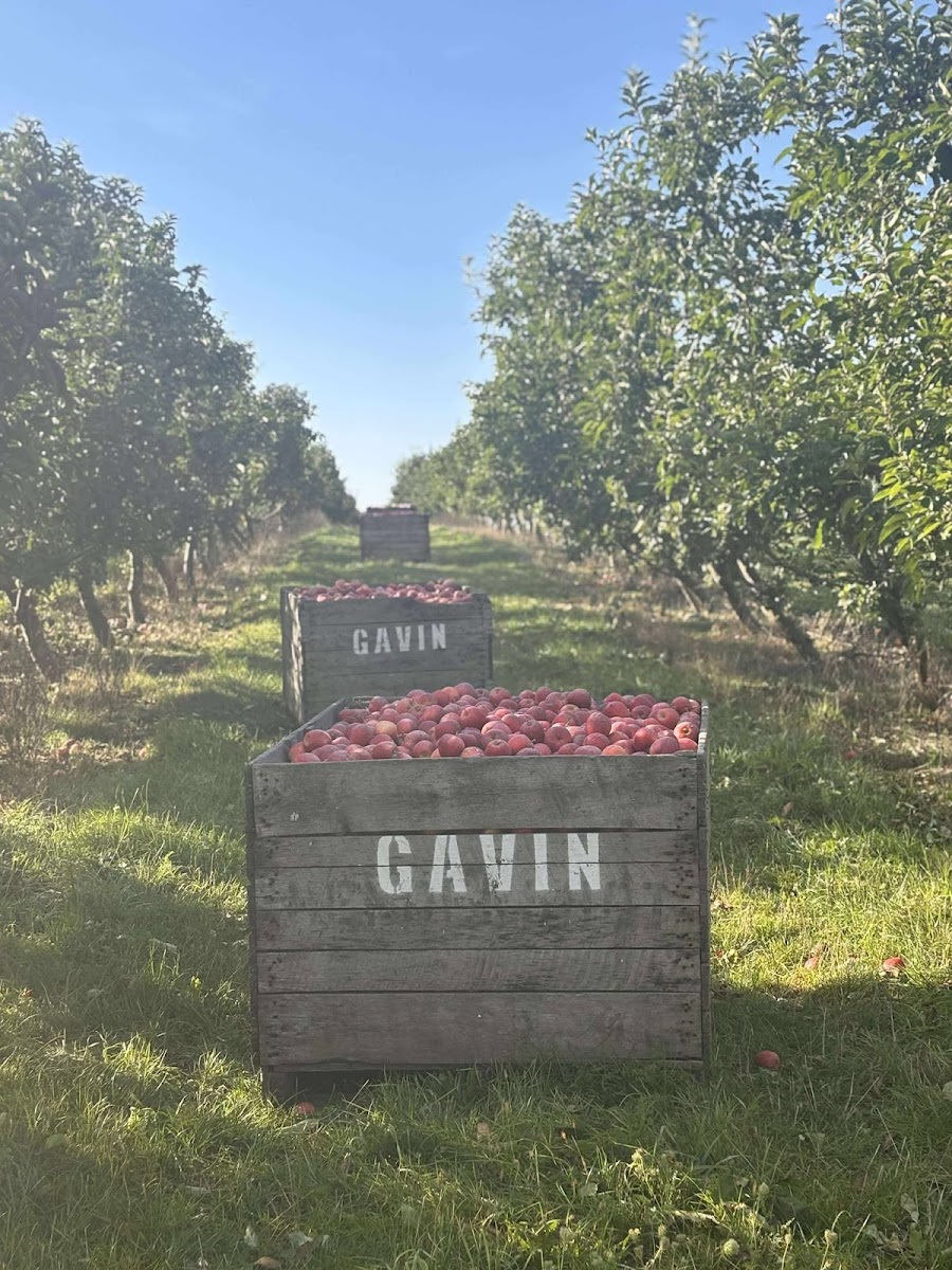 Gavin Orchards Retail