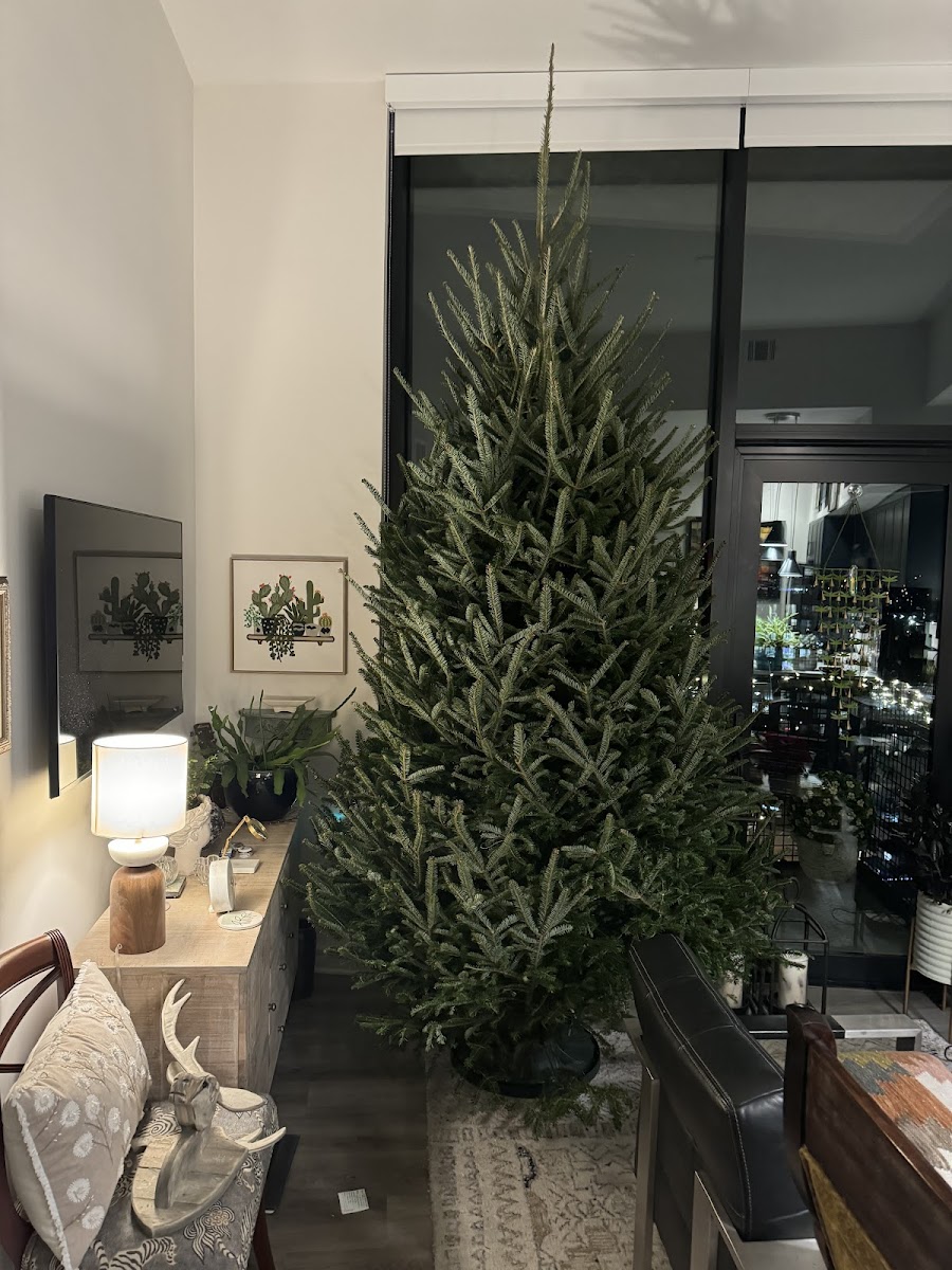 Santa's Christmas Trees