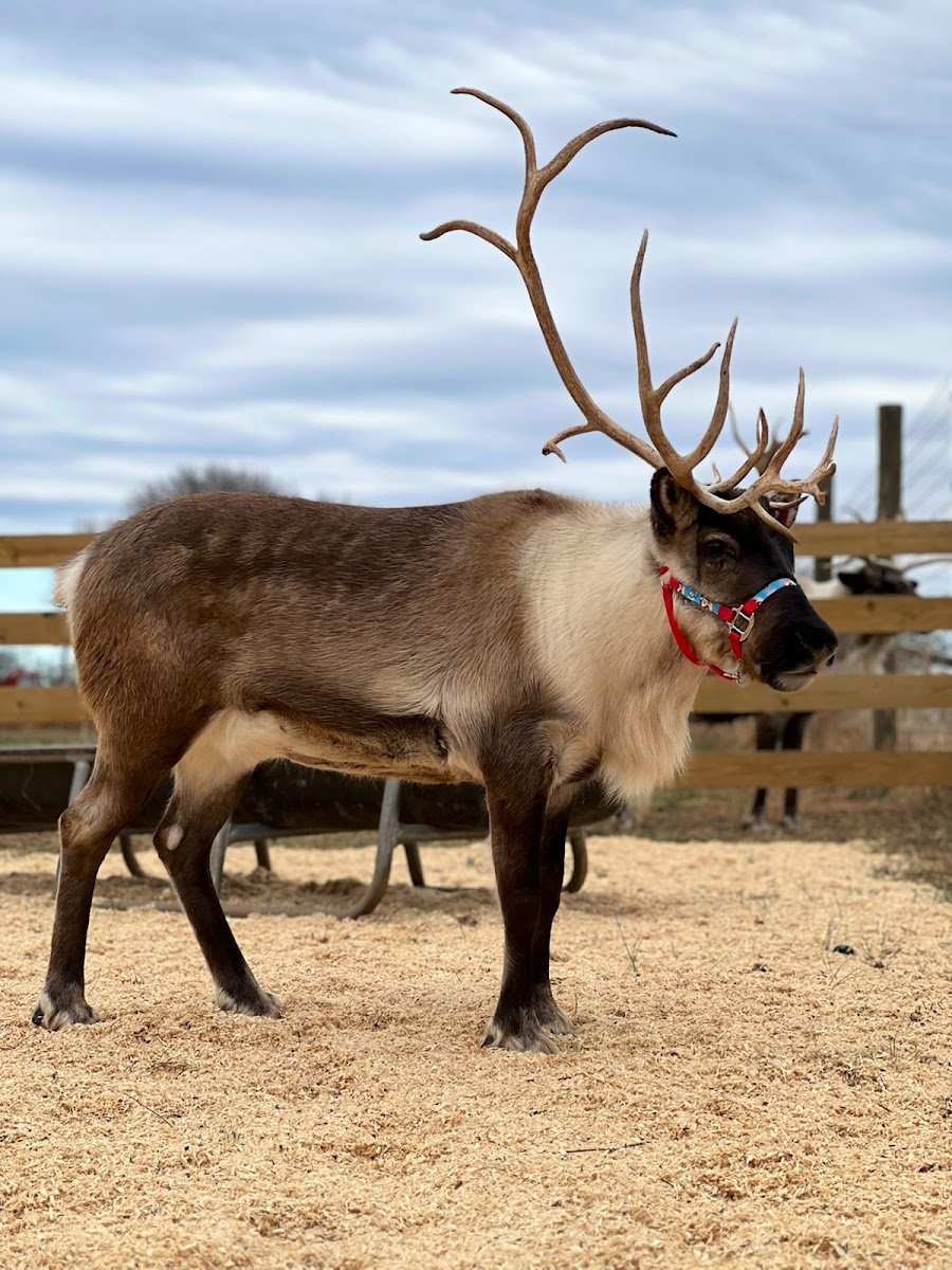 The Reindeer Farm