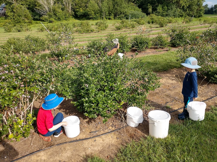 Bryant's Blueberries