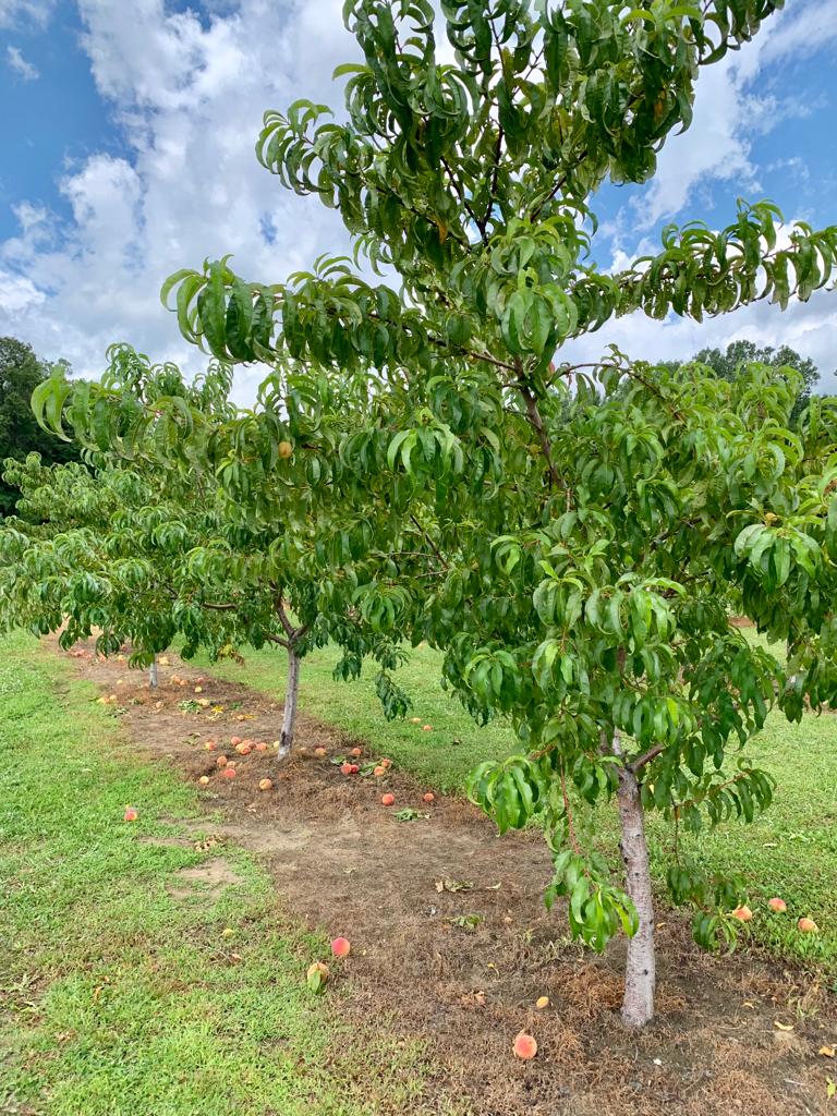 Demski's Orchard