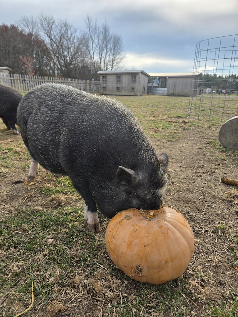 Oinking Acres Farm & Rescue Sanctuary