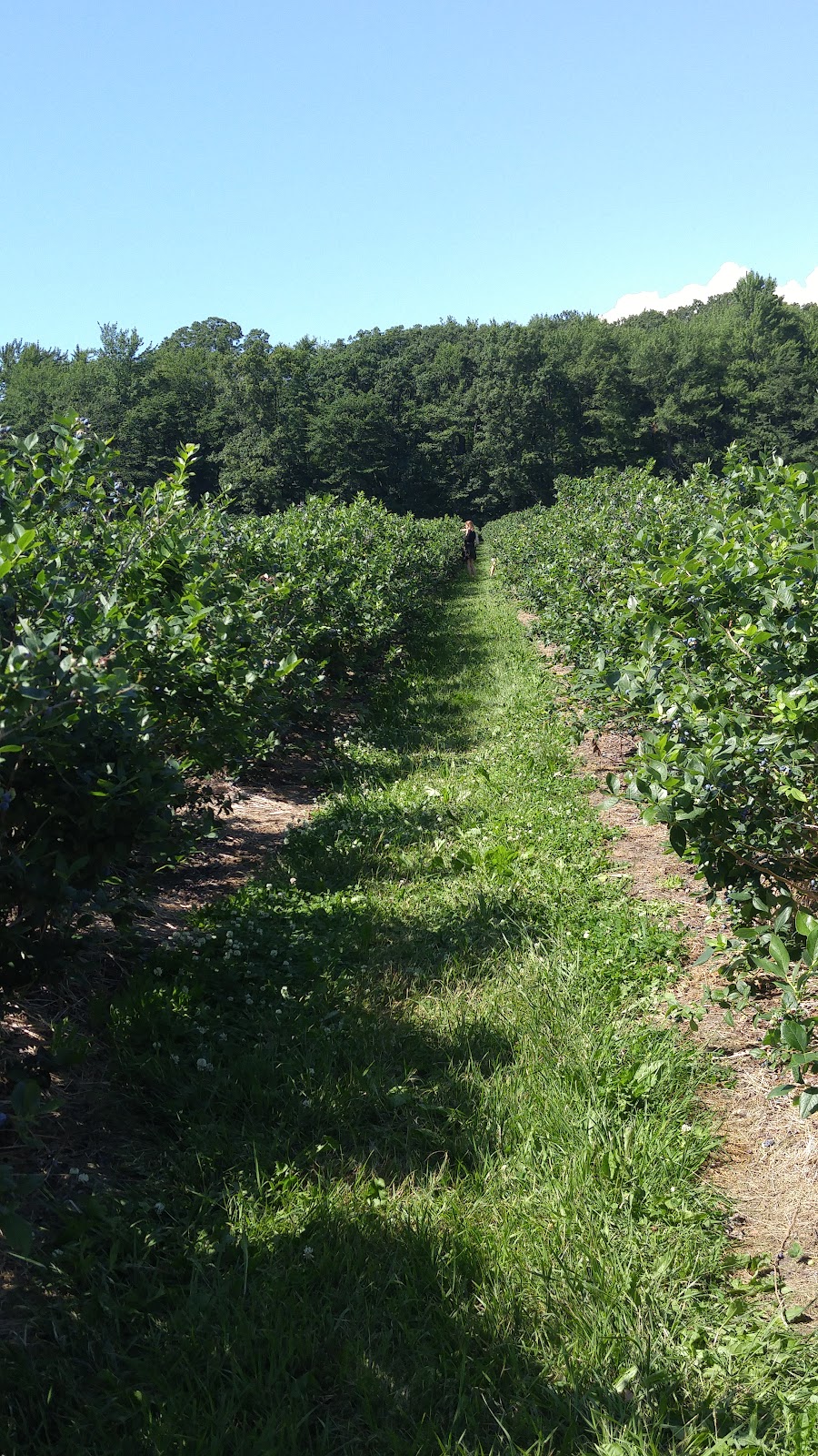 Gold Barn Blueberries