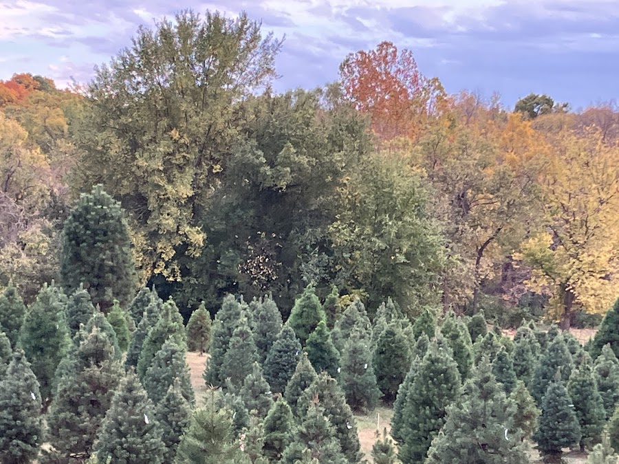 Midland Holiday Pines - We Open the Friday After Thanksgiving!