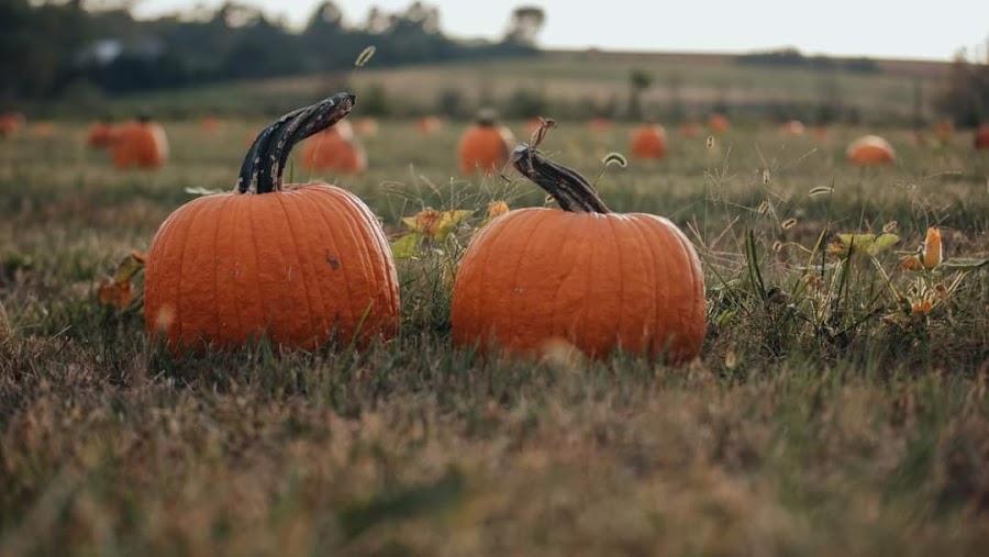Kerby Farm Pumpkin Patch