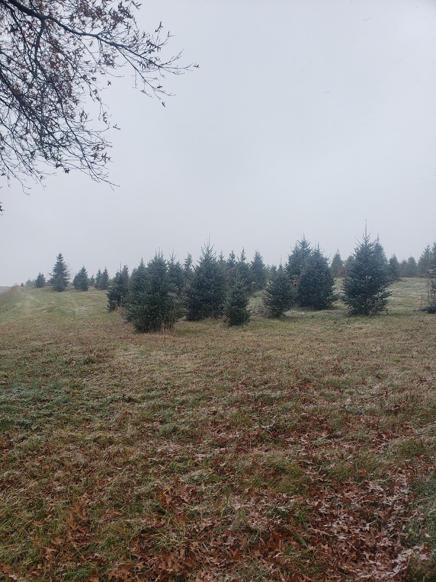 Wade Christmas Tree Farm