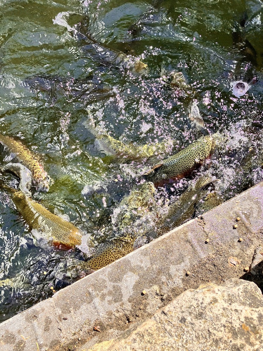 Freshwater Farms of Ohio