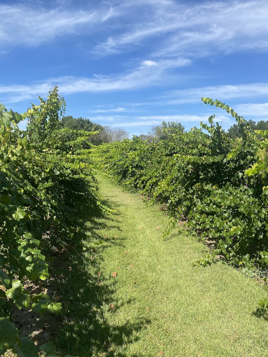 Ronnie's Berry Farm