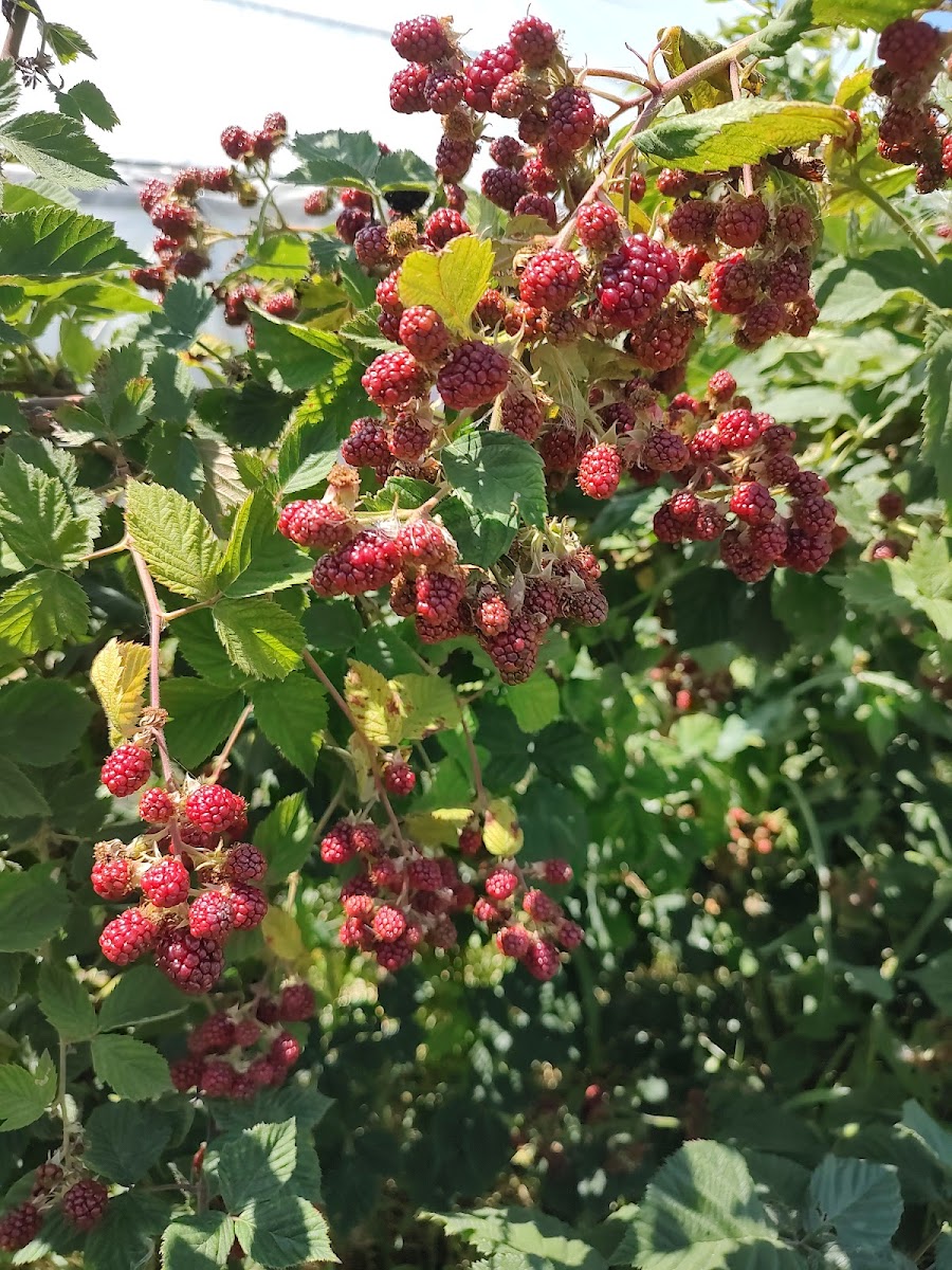 Baumhart Berry Farm