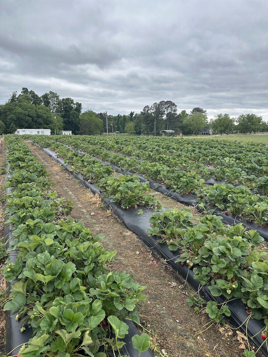 Pope's Strawberry Farm