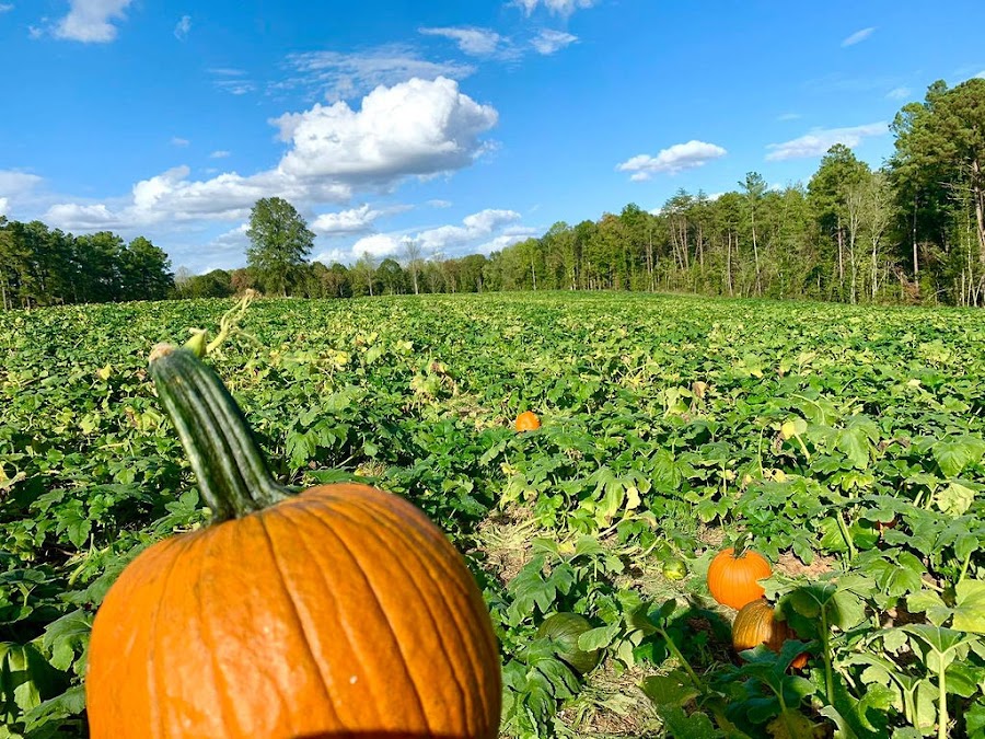 Carrigan Farms