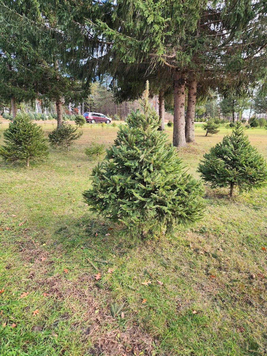 Holtz Christmas Tree Plantation
