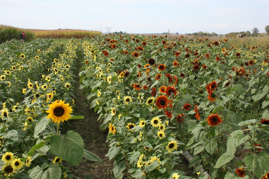 Tuttle Orchards