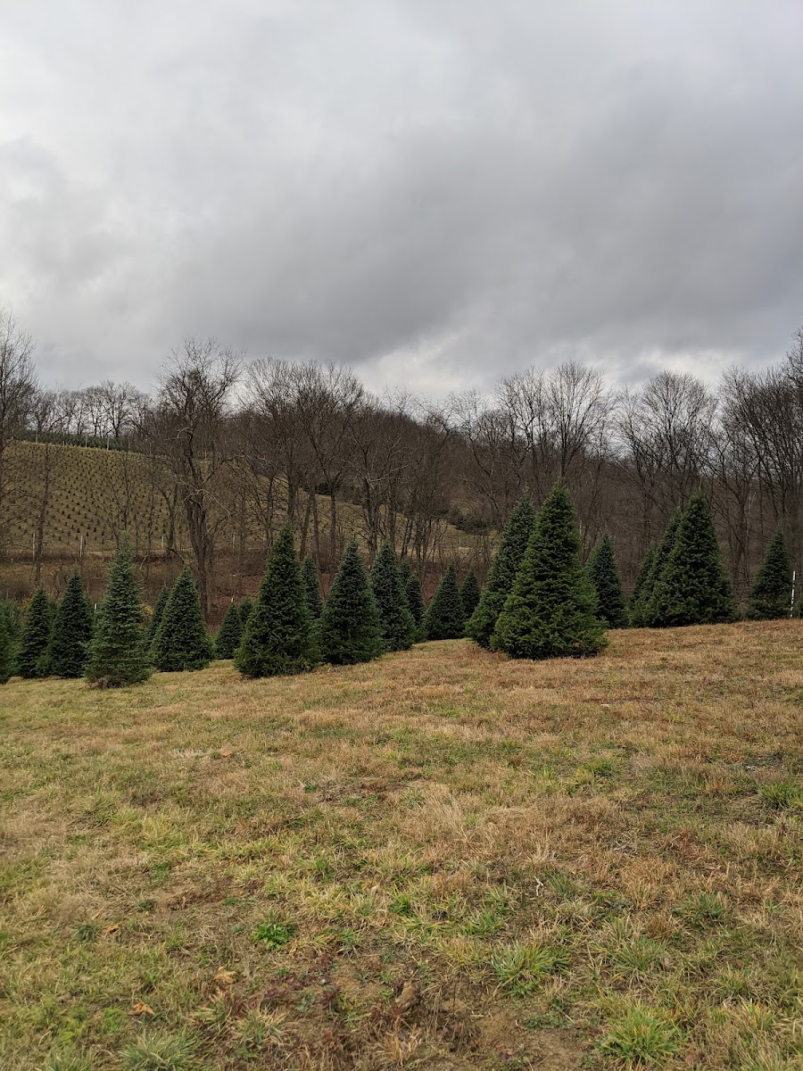 Buchanan Evergreen Farm