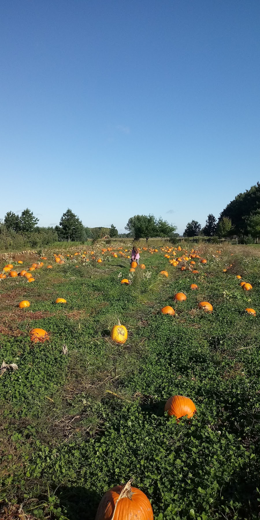 Johnston Fruit Farms