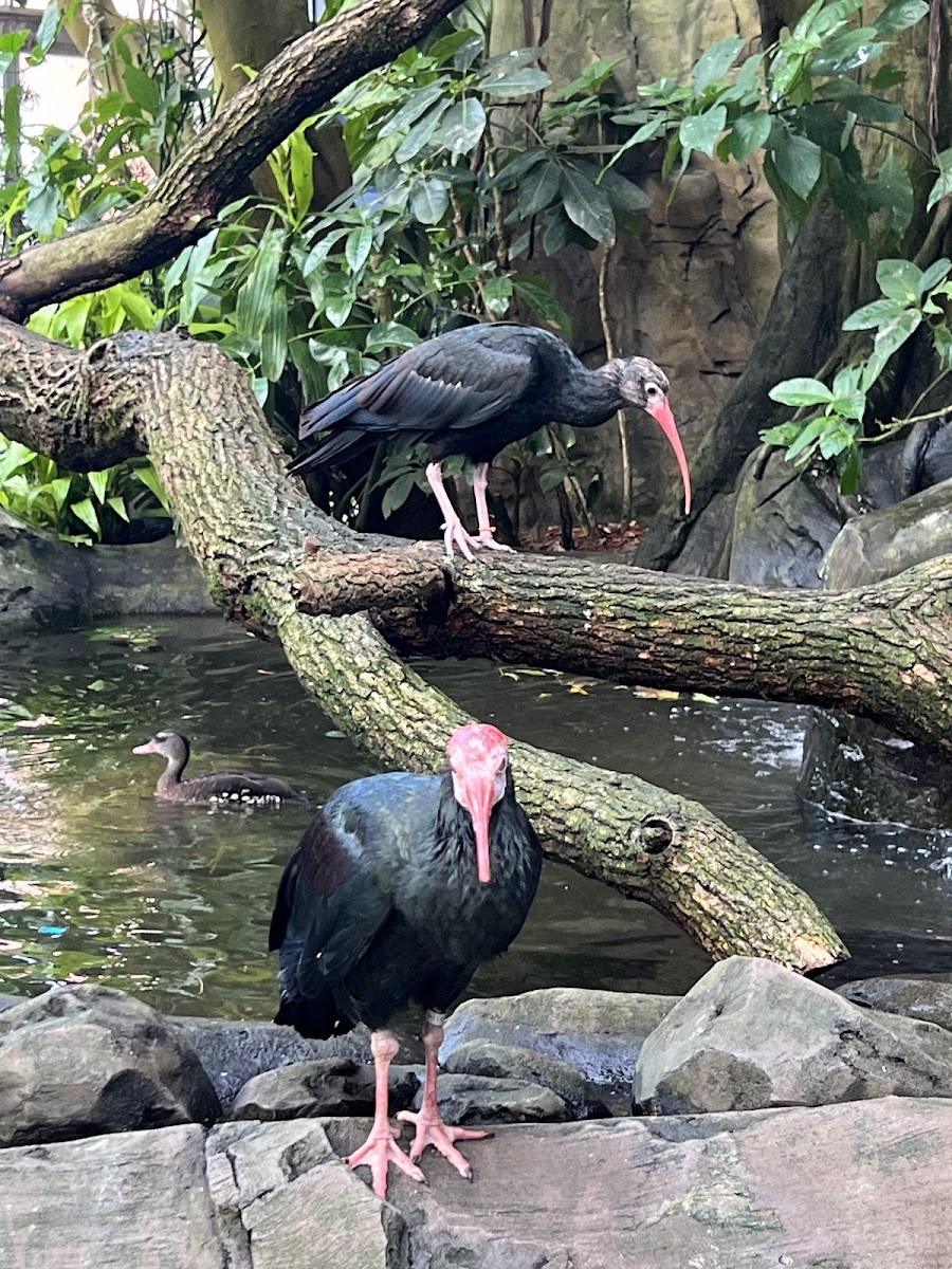 National Aviary
