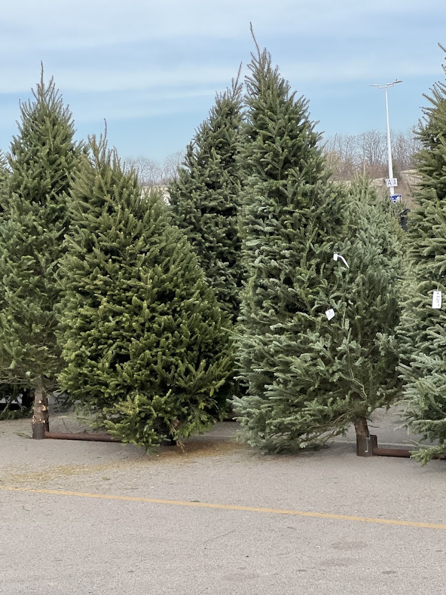 Martins Christmas Trees