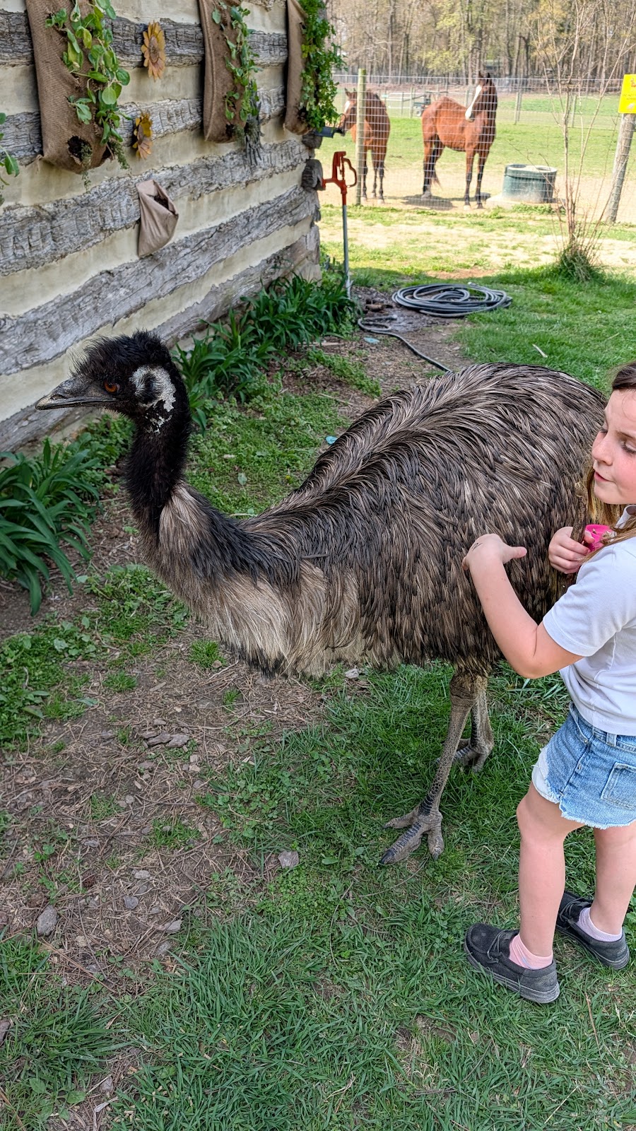 Liberty Acres Animal Haven & Equine Rescue