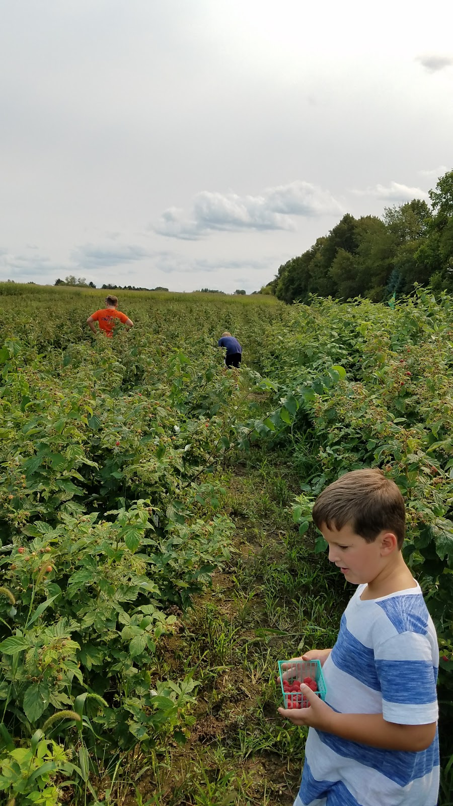 Henke's Upick Raspberries