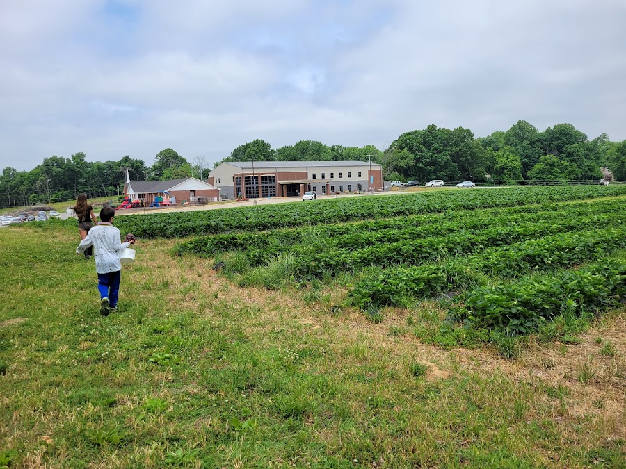 Slate Farms Strawberries