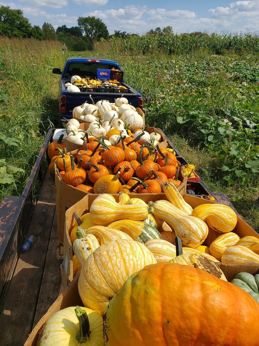 Shady Lane Farm Pumpkin Patch and Produce