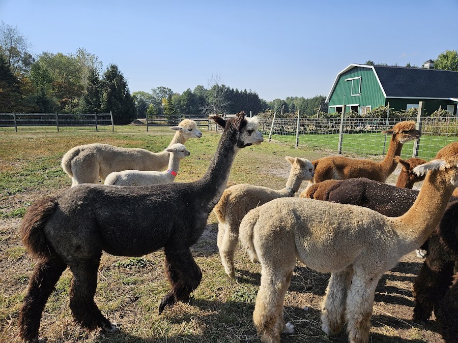 Blendon Pines Alpaca Ranch (visits by appointment)