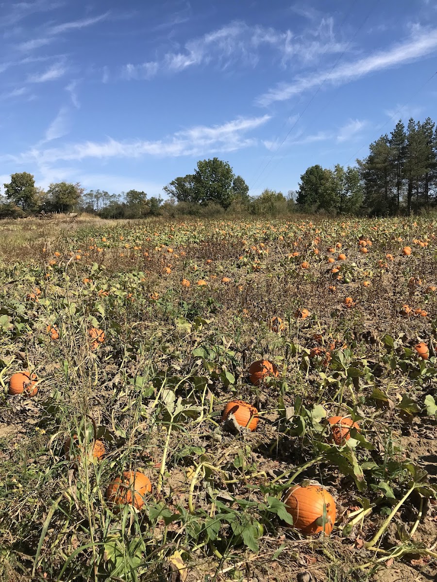 McMonigle Farms Pumpkin Fest