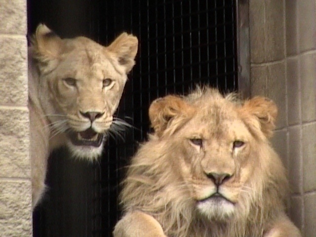 Racine Zoo