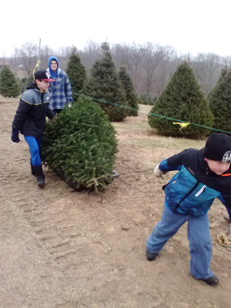 Double M Tree Farm