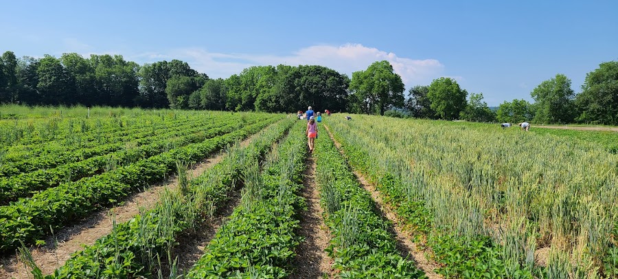 Johnston's Farm