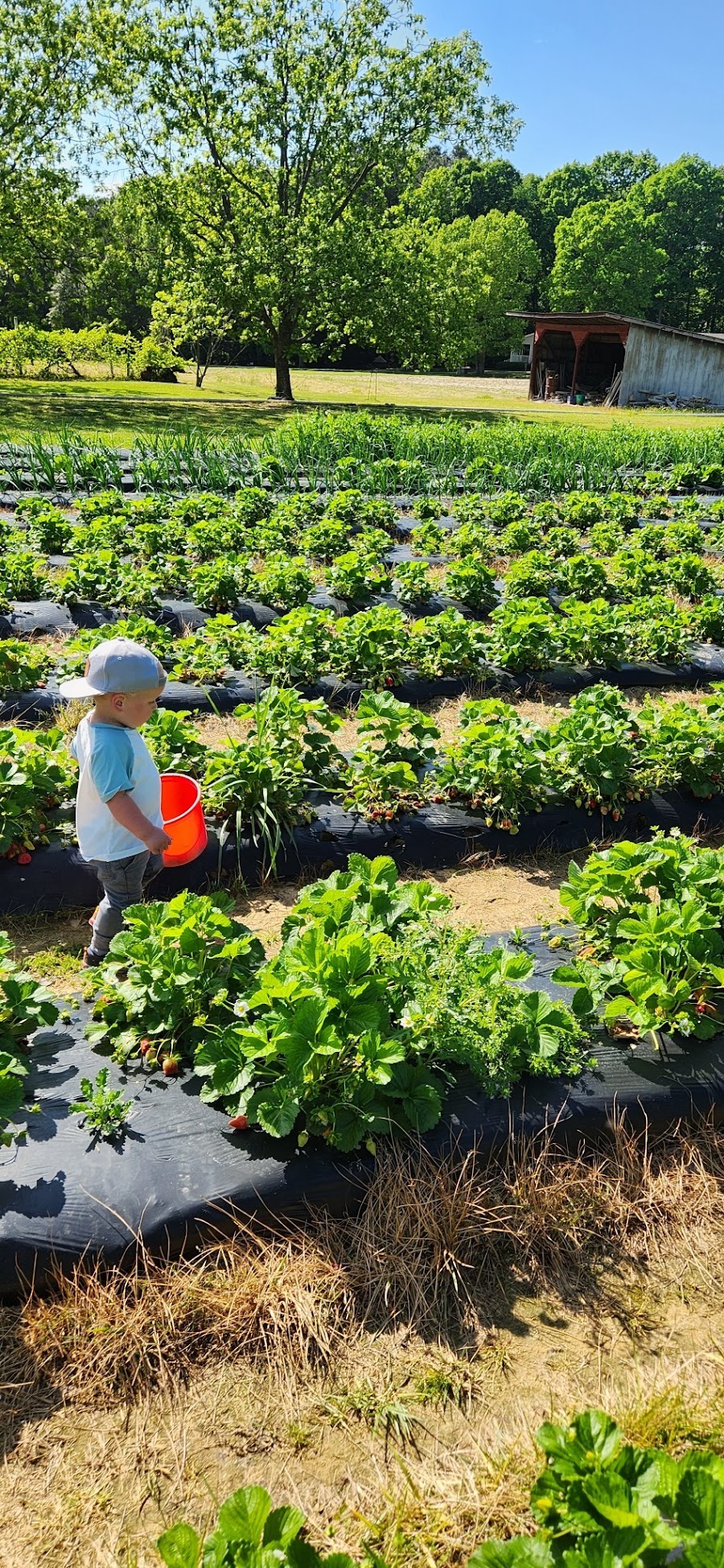 The Collard Patch