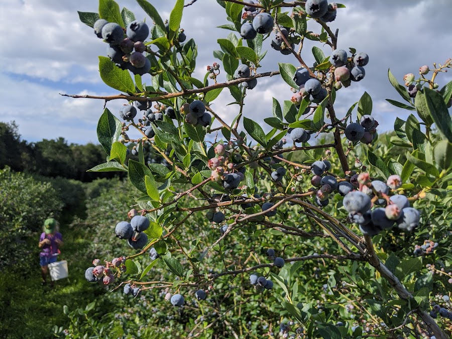 S.Kamphuis Blueberries