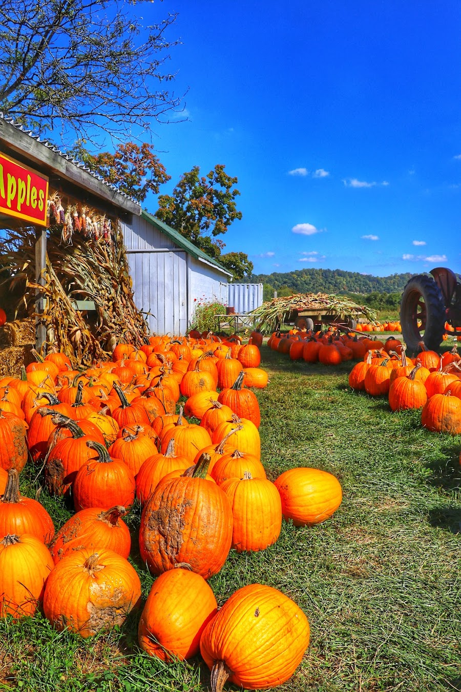 McGlasson Farms