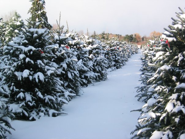 Medina Christmas Tree Farm - Main Farm