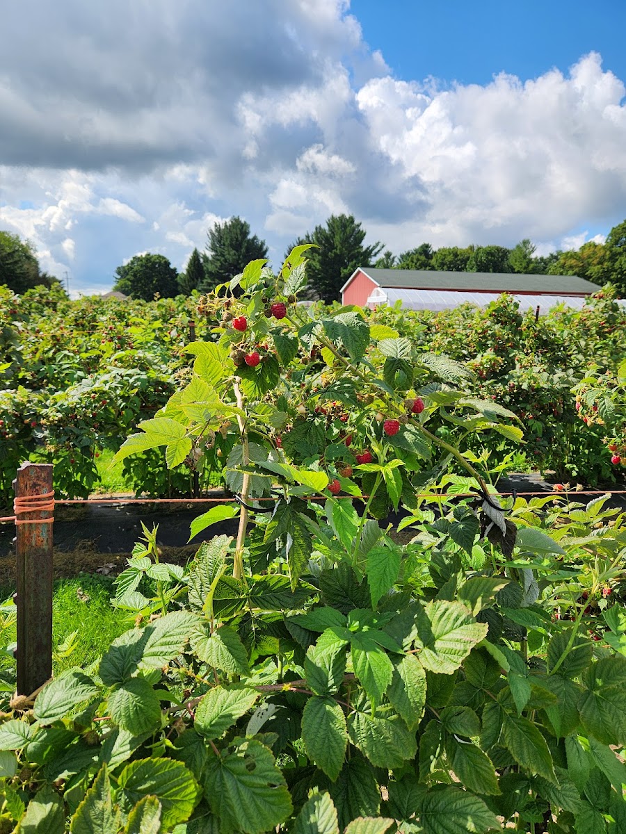 De Lange's Redberry Farm