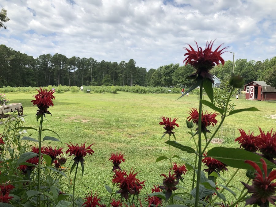 Wendell Blueberry Farm