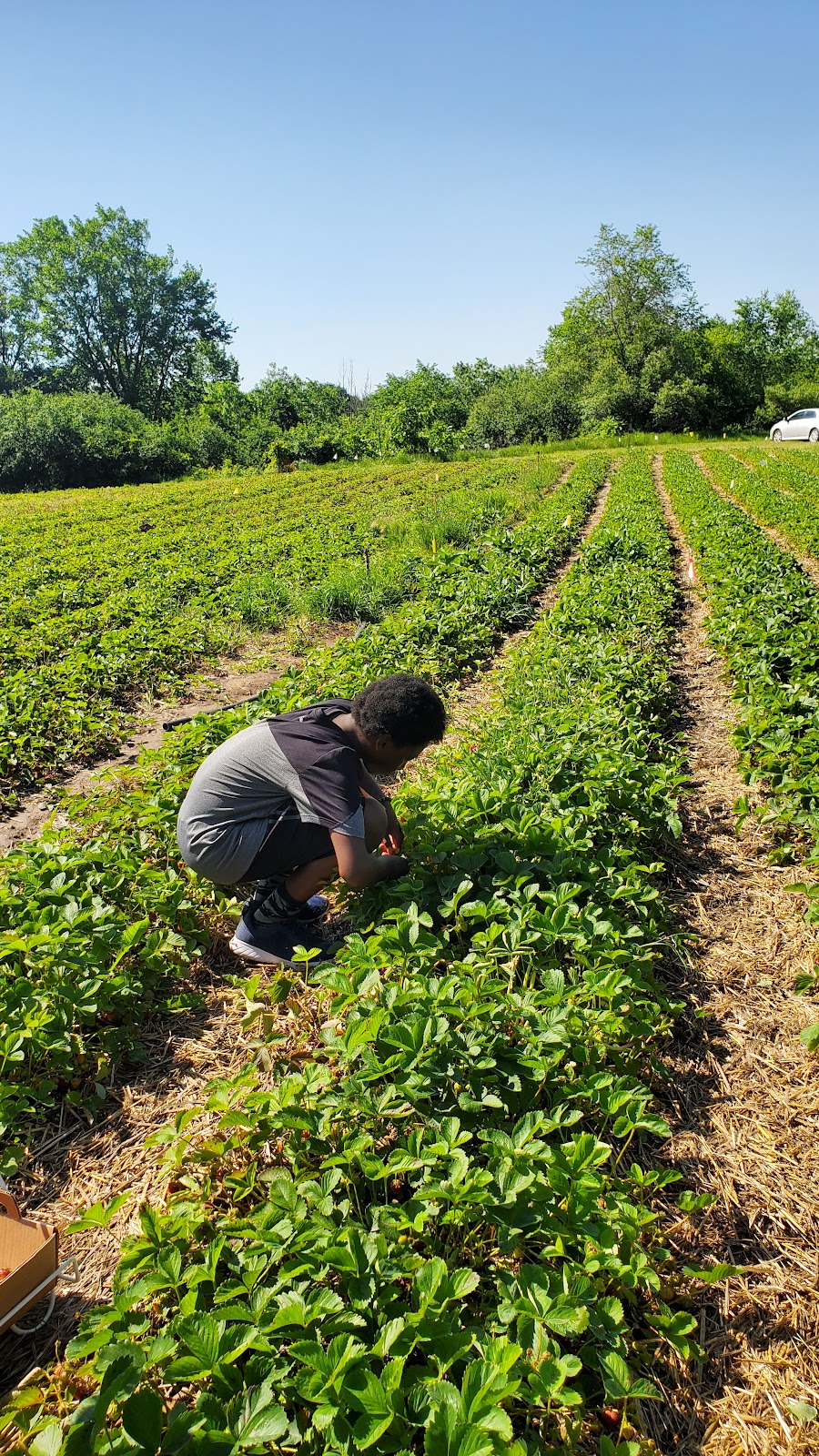 Fideler Farm