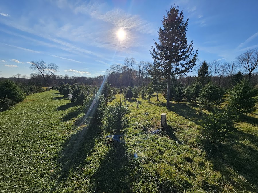 Doc Miller's Christmas Trees