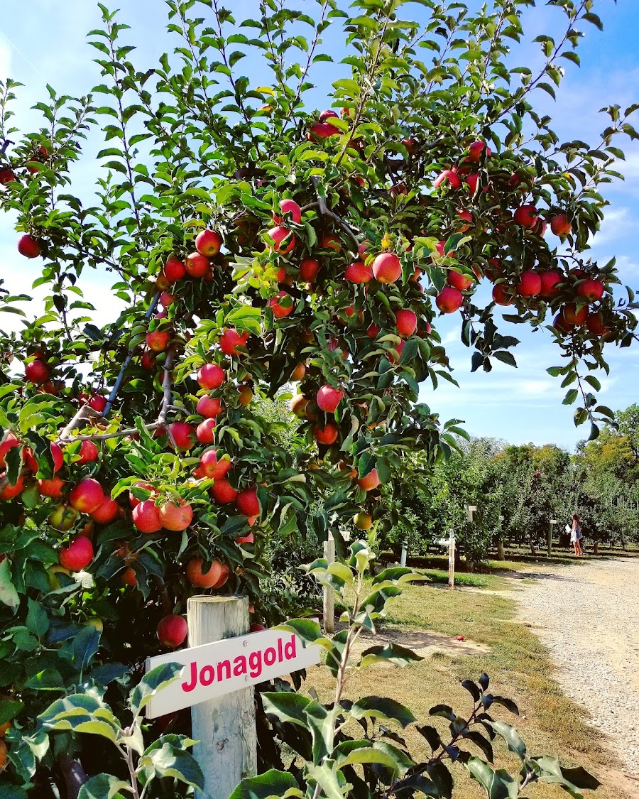 Bauman Orchards Inc