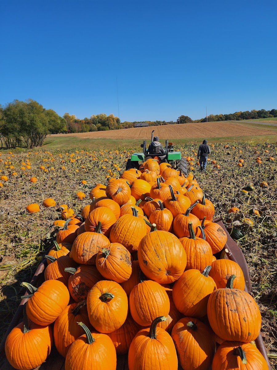 White House Pumpkin Patch