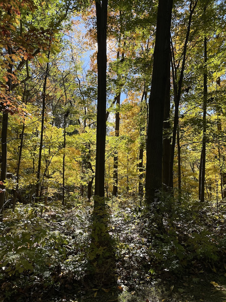 Wildwood Preserve Metropark