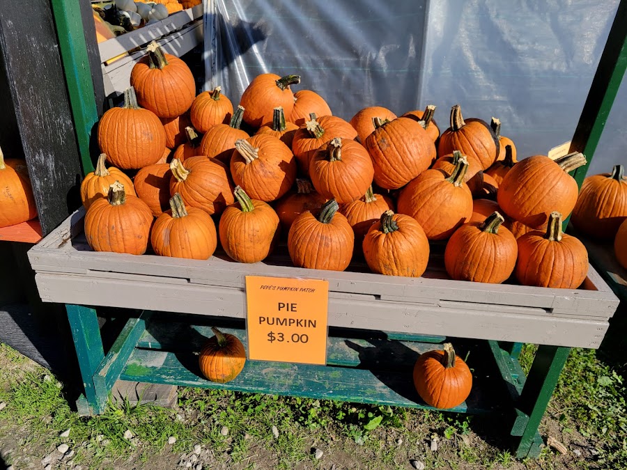 Rogers farm Pepe's Pumpkin Patch