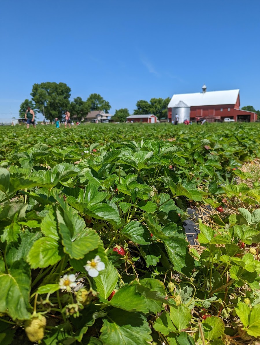 Hann Farms