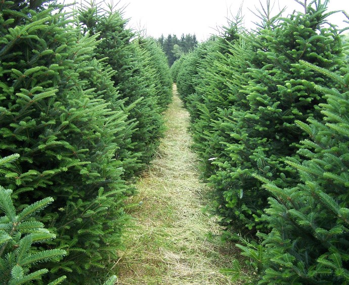 Spiech Tree Farm