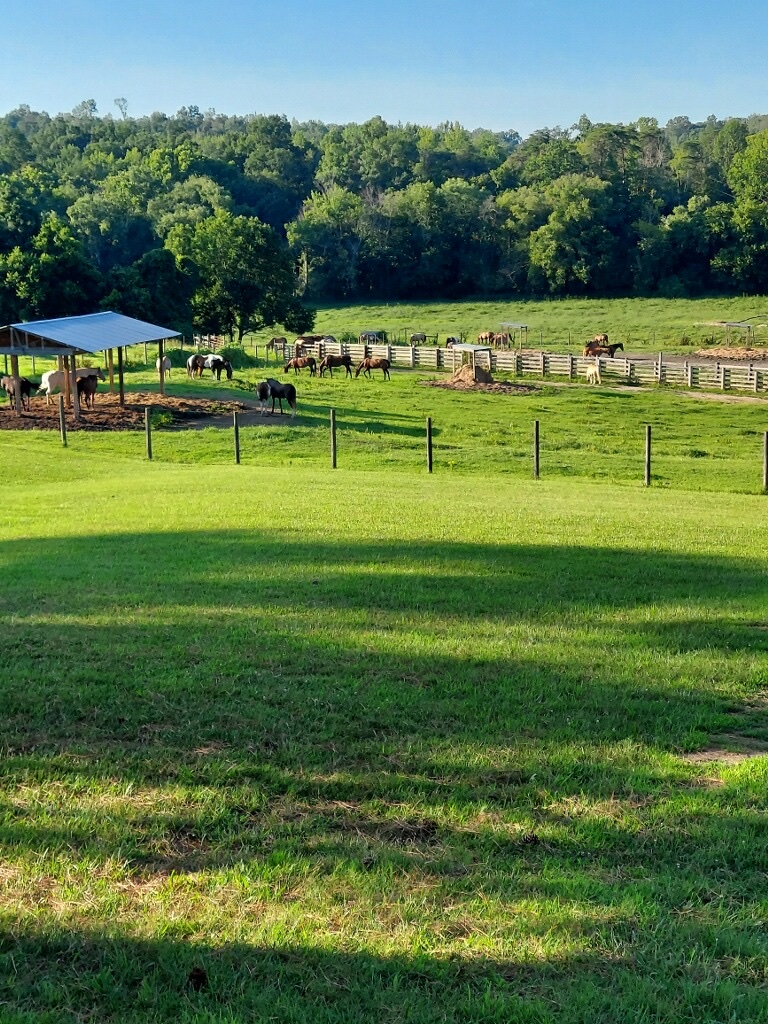 Camp Sycamore Hills