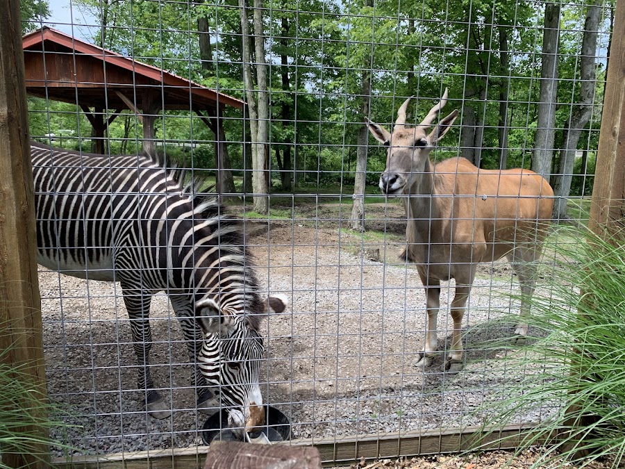 Living Treasures "Wild" Animal Park