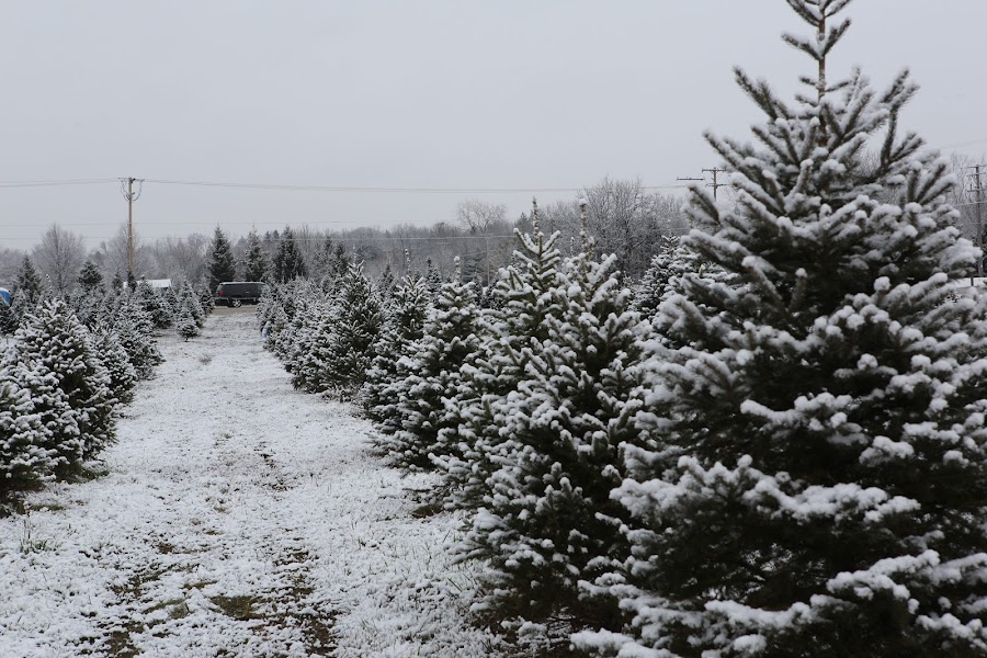 Muskego Choose & Cut Christmas Trees